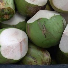 Fresh green coconuts